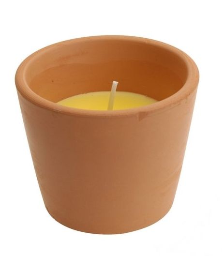Citronella in terracotta pot